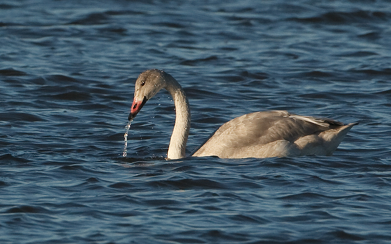 Cygnus bewickii Kleine Zwaan Bewicks Swan